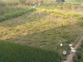 一年中最热的时候,手工打谷子