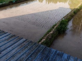 插了秧,油菜也收完了,农忙时节已经来了