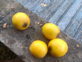 2024年吃的第一颗枇杷!!