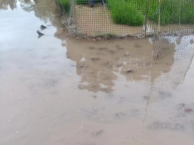 五一劳动节,插秧了