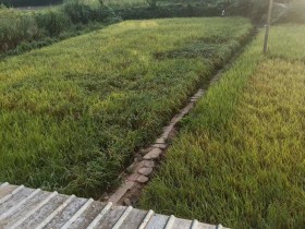 打谷子,40度的高温,累