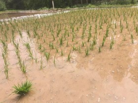 帮我二姑家插秧的一天