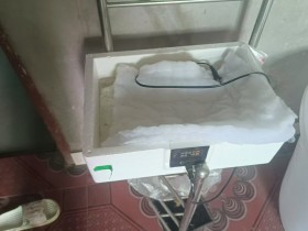 一个多月前20来块钱买了个孵化器,昨天就已经孵化结束了,成果如何?