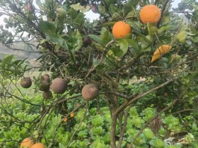 今年橘子大丰收啊