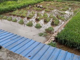 一年一度打谷子,可把我累坏了,手指还受了伤