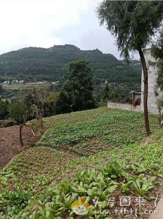 一天记事：又去了一趟县城检察院，回来后去了一个小乡村图片 No.3