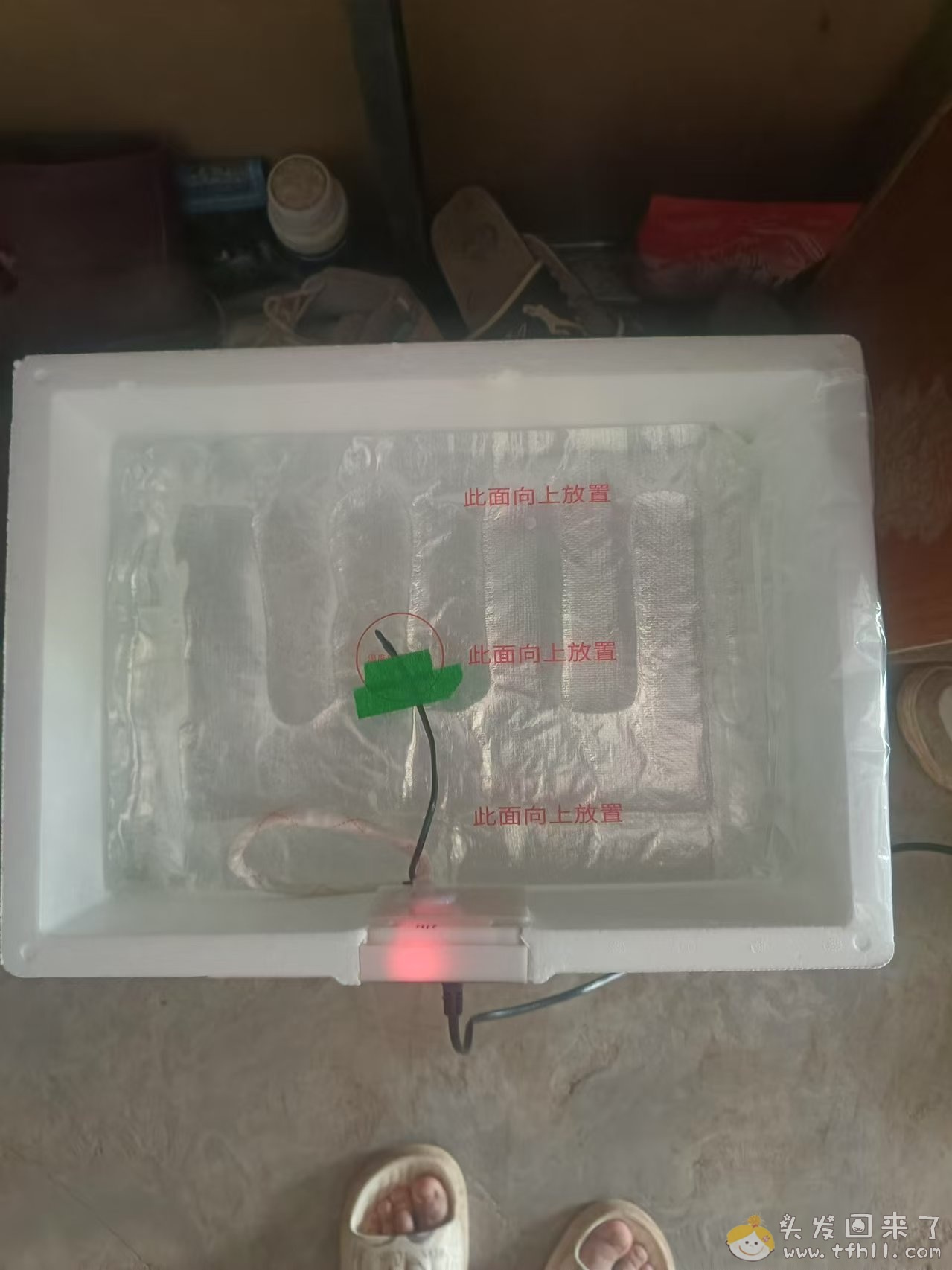 拼多多上面20来块买了个水床孵化器，用来孵化小鹅，已经21天了图片 No.2