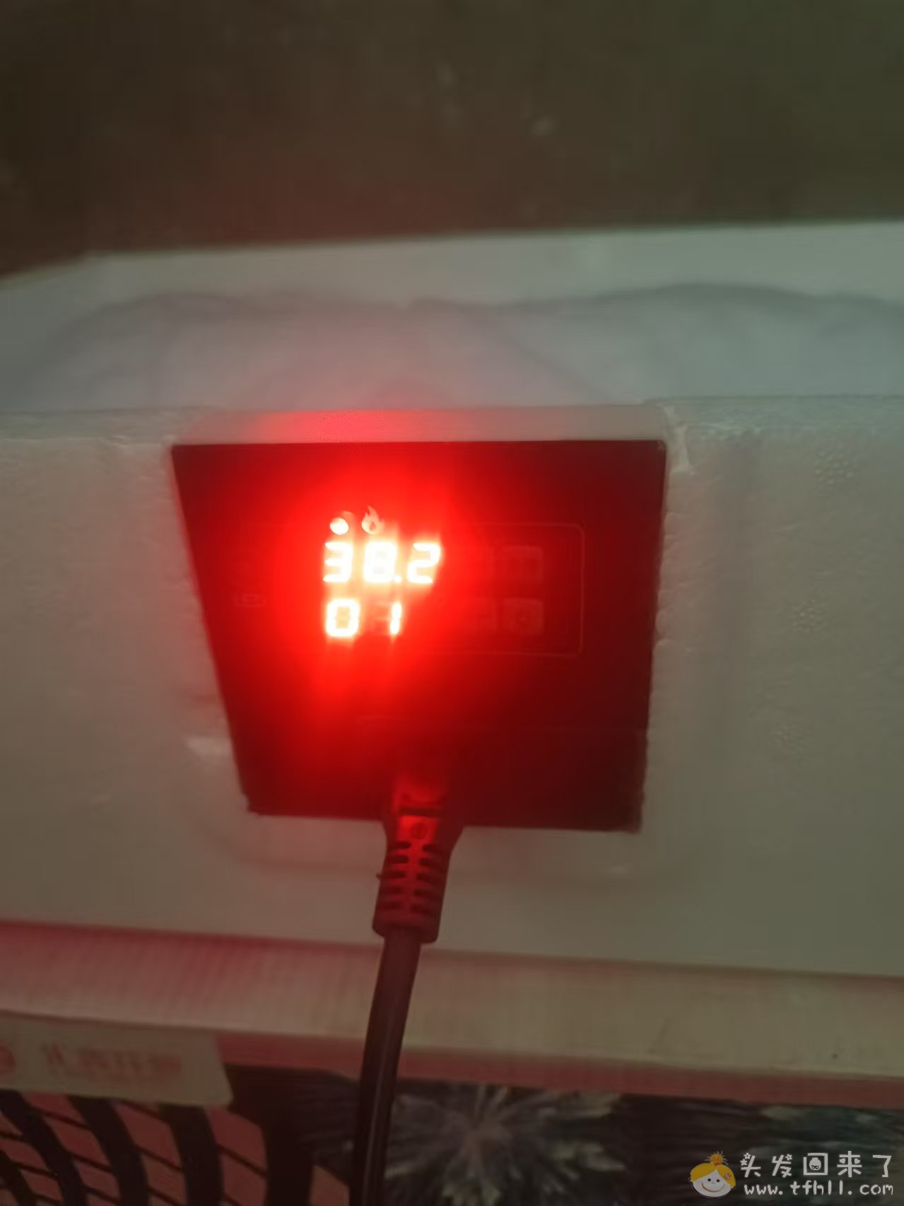 拼多多上面20来块买了个水床孵化器，用来孵化小鹅，已经21天了图片 No.4