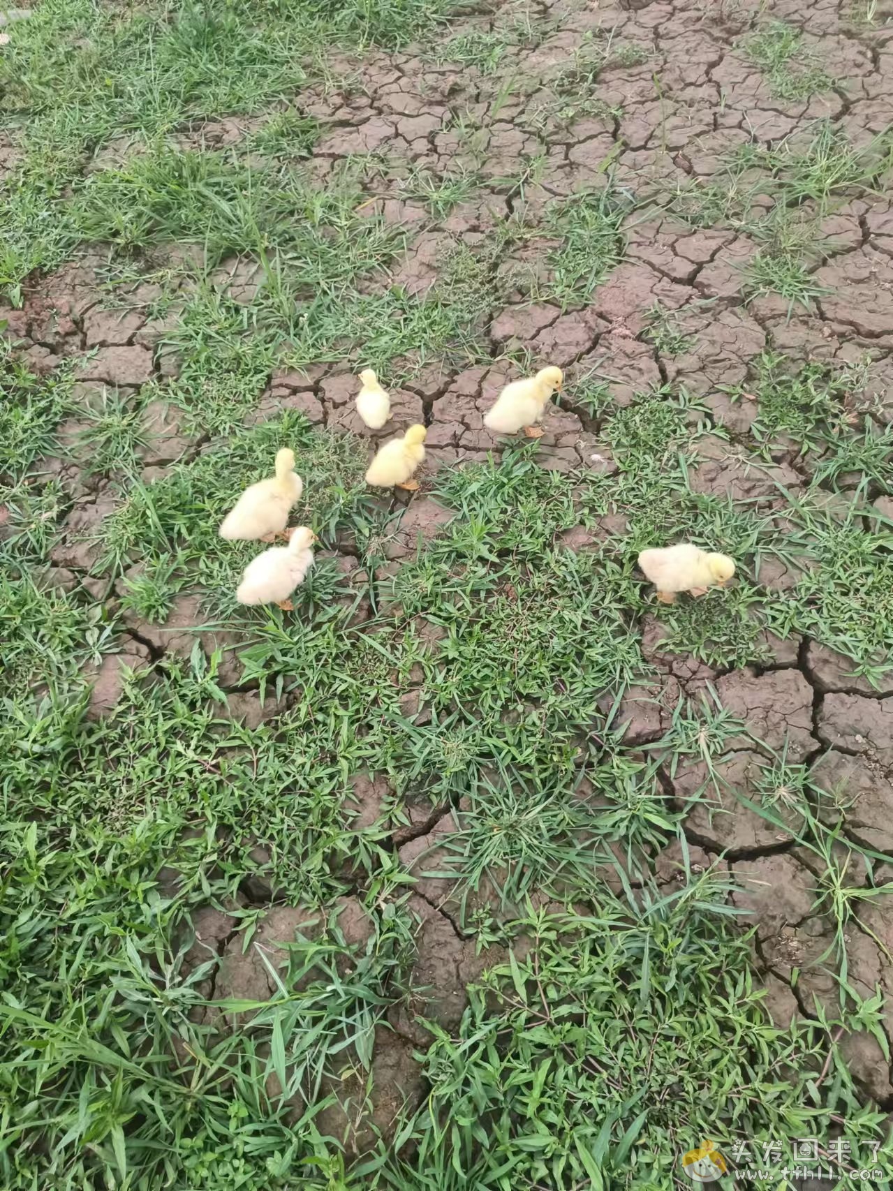 一个多月前20来块钱买了个孵化器，昨天就已经孵化结束了，成果如何？图片 No.1