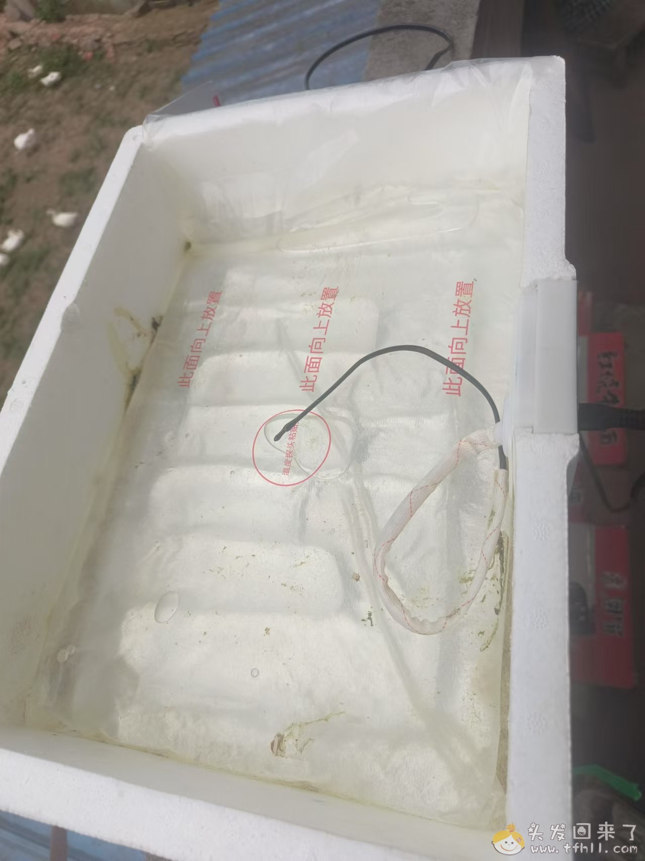 一个多月前20来块钱买了个孵化器，昨天就已经孵化结束了，成果如何？图片 No.2