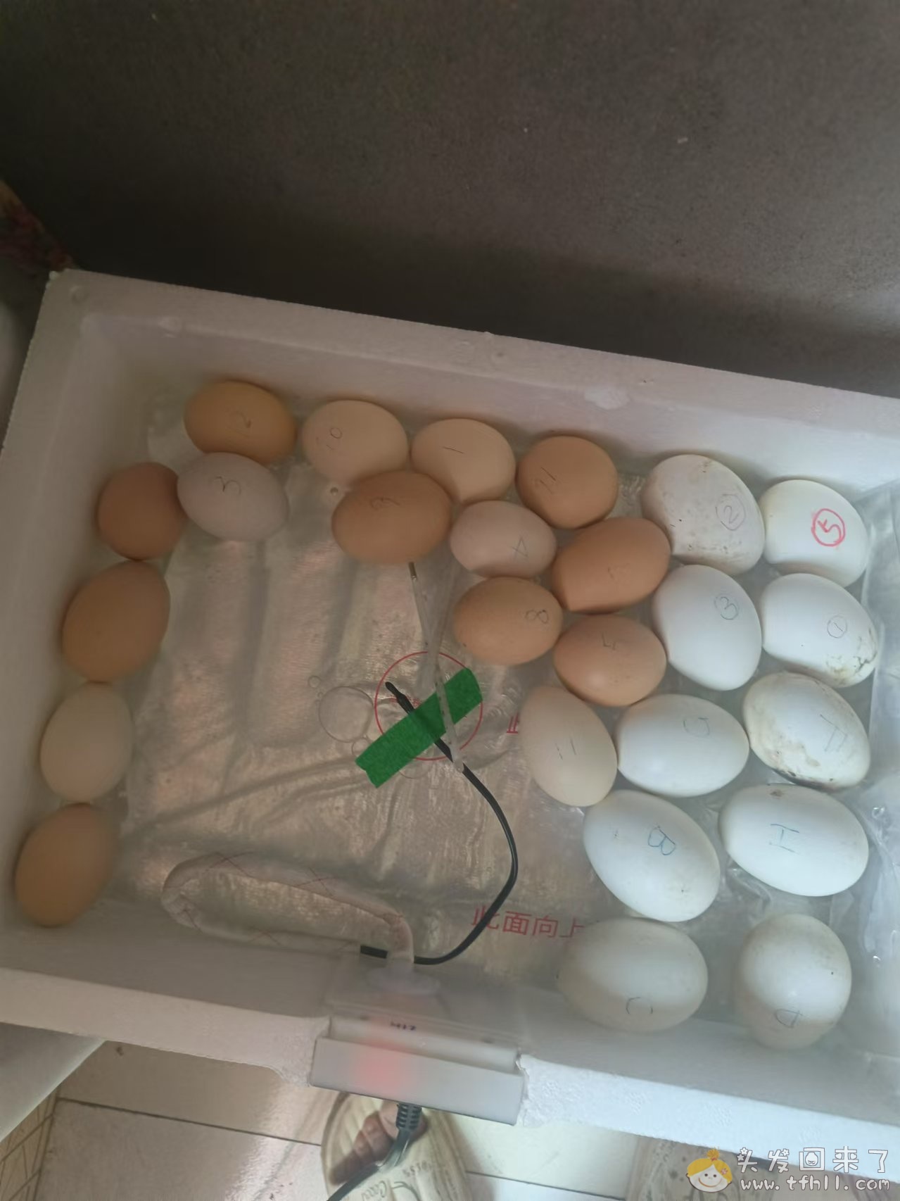 一个多月前20来块钱买了个孵化器，昨天就已经孵化结束了，成果如何？图片 No.4