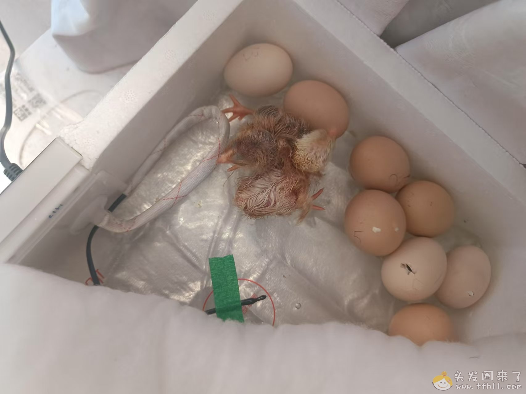 一个多月前20来块钱买了个孵化器，昨天就已经孵化结束了，成果如何？图片 No.5