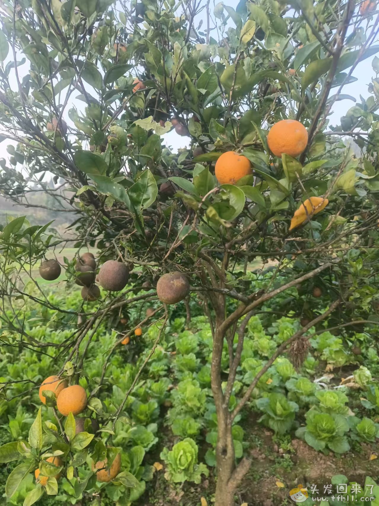 今年橘子大丰收啊pic No.1 今年橘子大丰收啊图片 No.1