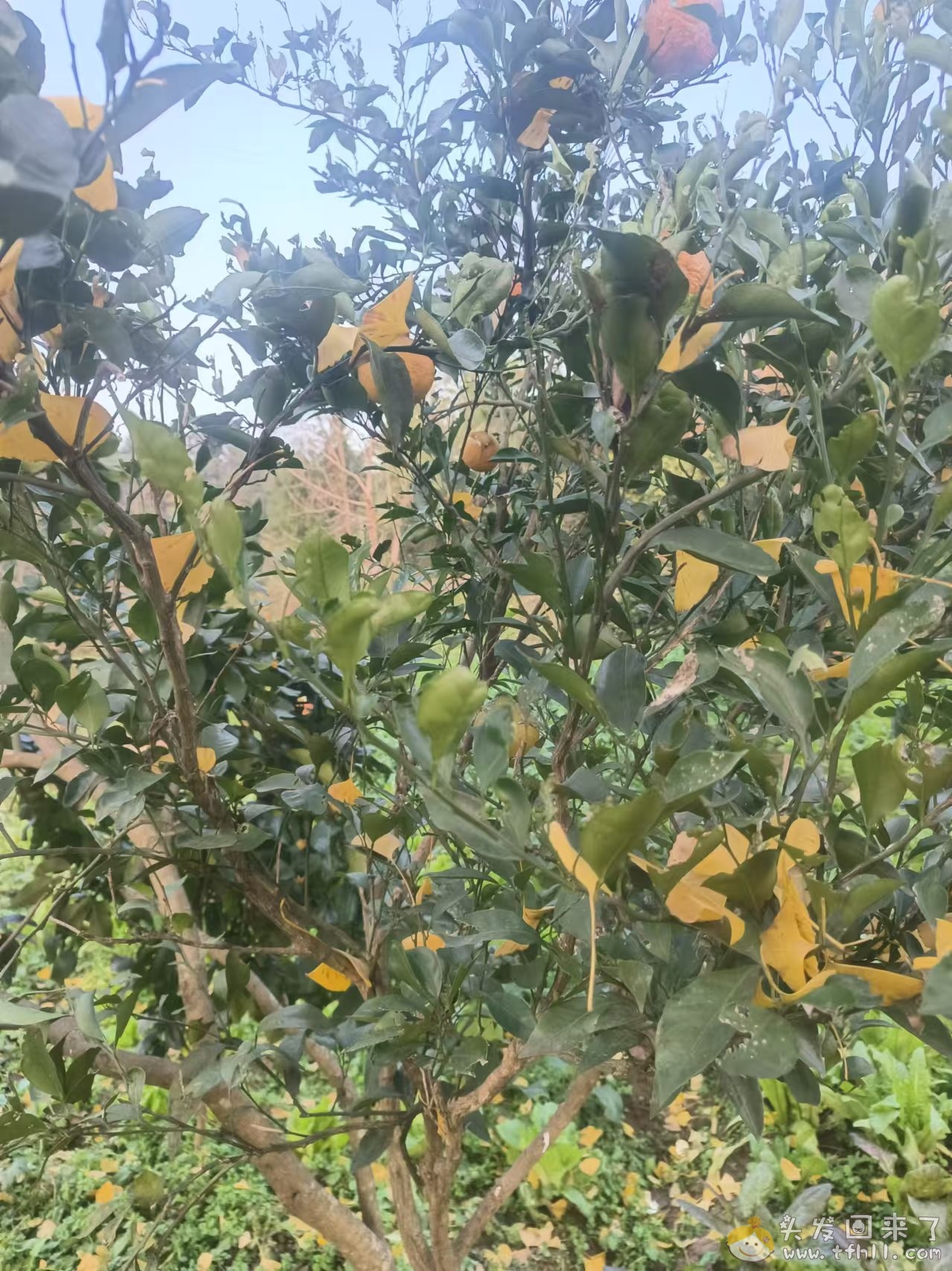 今年橘子大丰收啊pic No.2 今年橘子大丰收啊图片 No.2