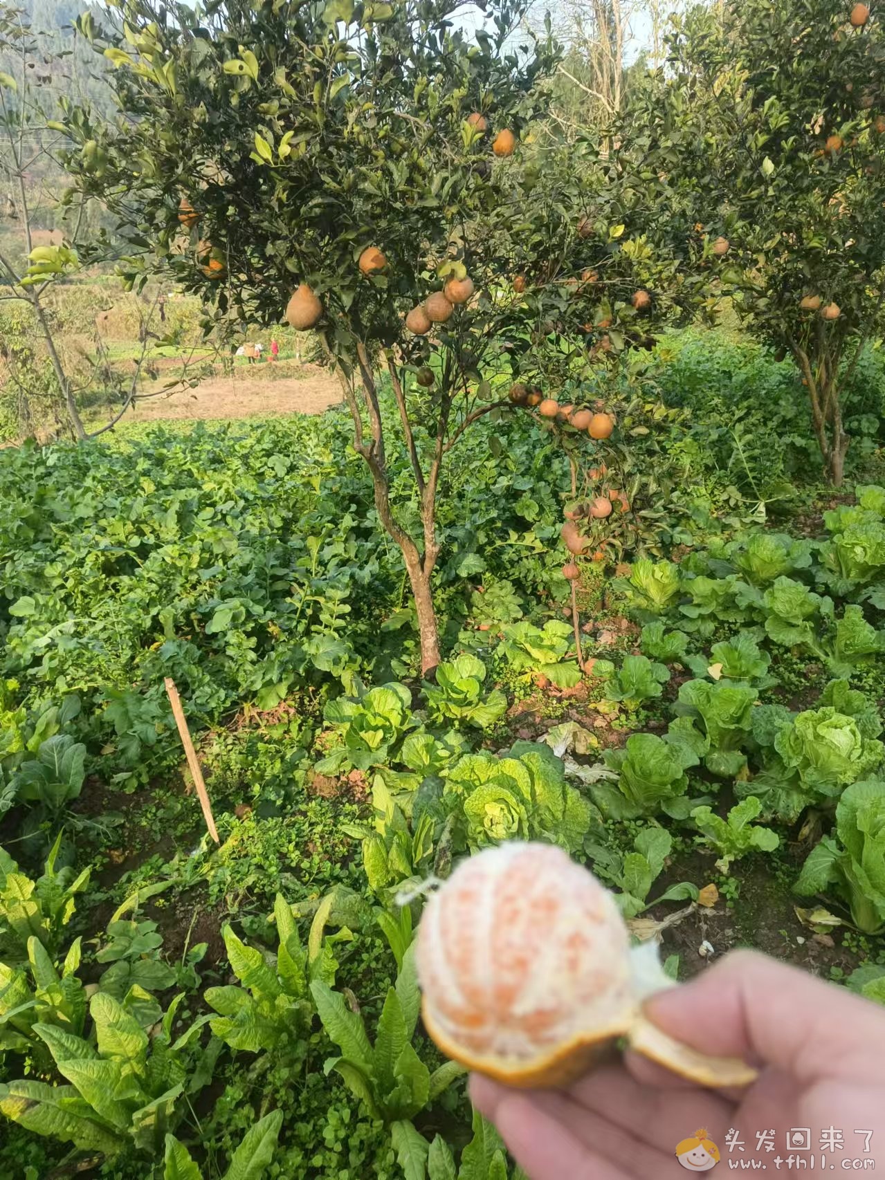 今年橘子大丰收啊pic No.3 今年橘子大丰收啊图片 No.3