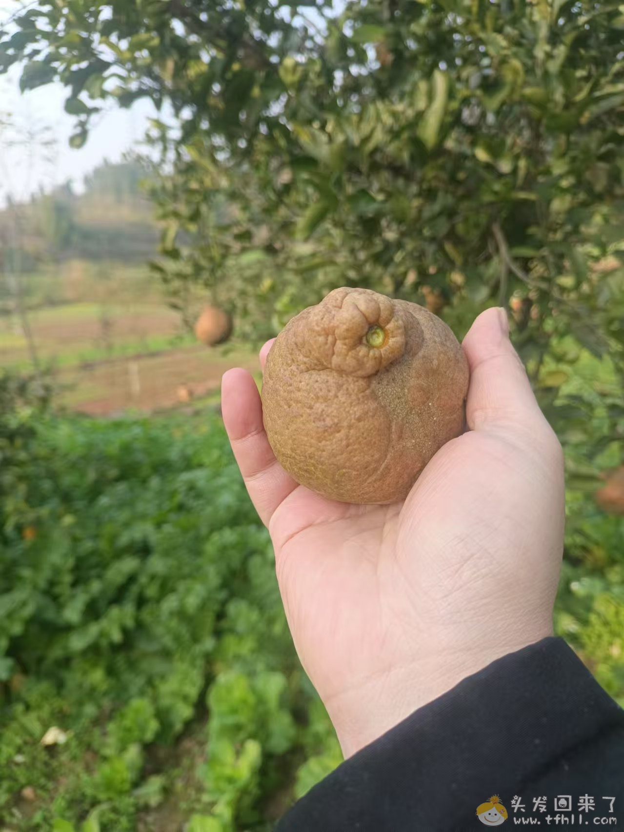 今年橘子大丰收啊pic No.6 今年橘子大丰收啊图片 No.6