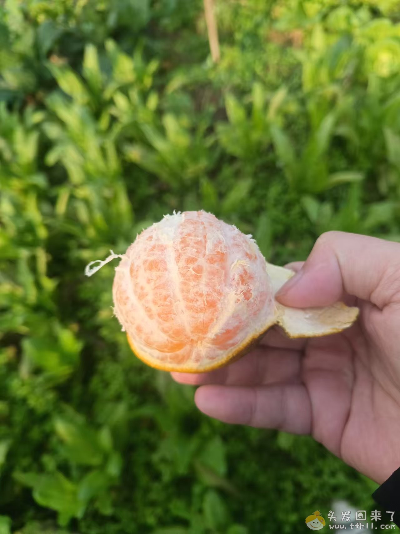 今年橘子大丰收啊pic No.7 今年橘子大丰收啊图片 No.7