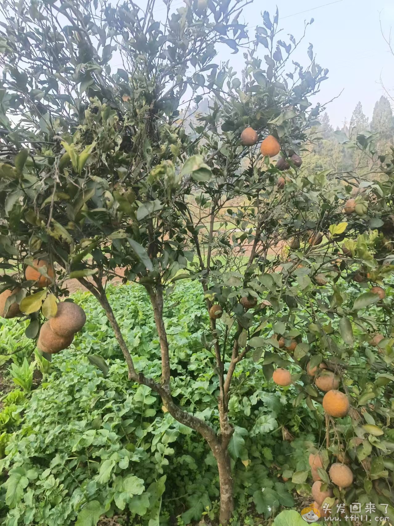今年橘子大丰收啊pic No.4 今年橘子大丰收啊图片 No.4