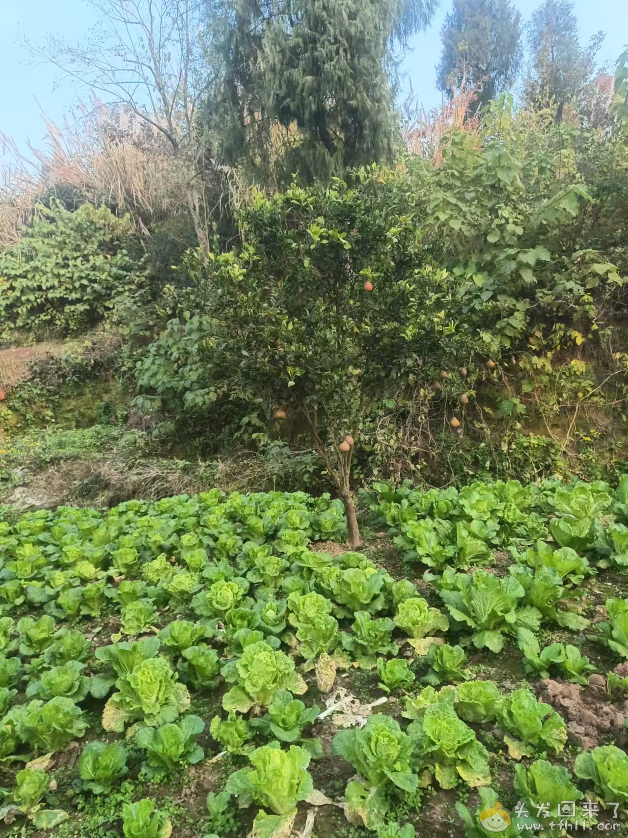 今年橘子大丰收啊pic No.5 今年橘子大丰收啊图片 No.5